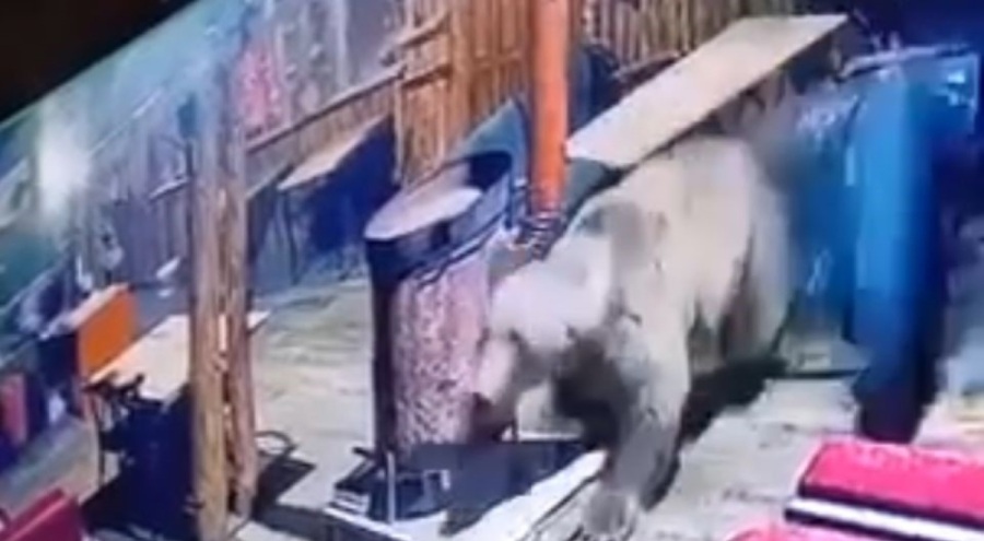 Uludağ'da bir işletmeyi ayı bastı!