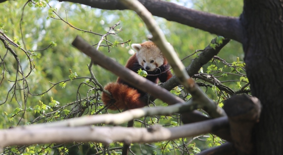 Bursa'da kızıl pandaların eğlenceli anları, kameralara yansıdı