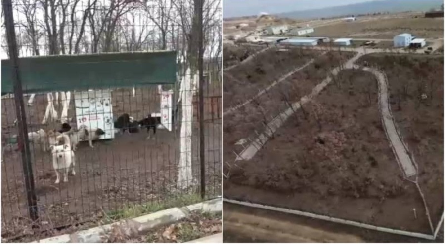 Edirne'de sokak hayvanları için 72 dönümlük 'doğal yaşam alanı' oluşturuluyor
