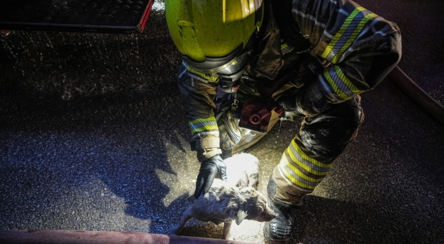 Bursa'da yanan binadaki köpeği itfaiye ekipleri kurtardı