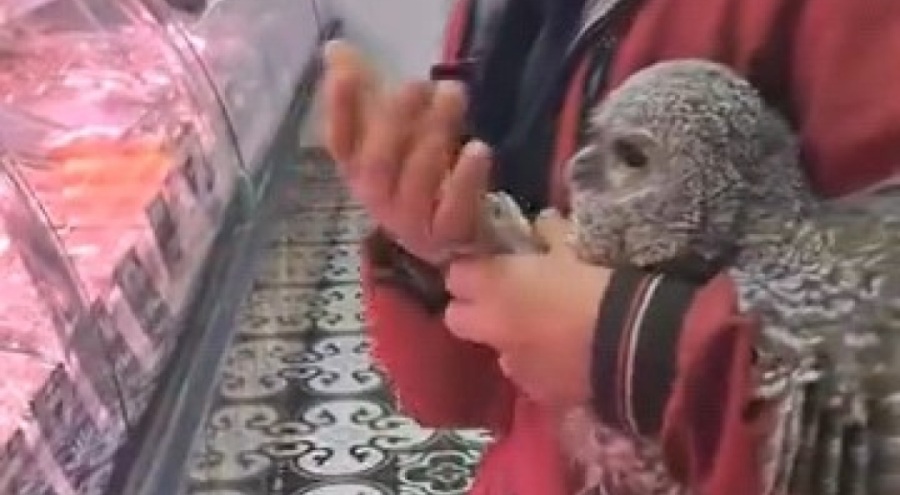 Bursa'da yuvasından düşen baykuşu kasaba götürdü