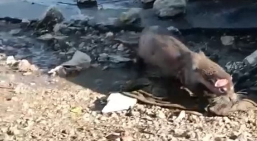 Bursa'da denizden çıkan su samuru mahallenin maskotu oldu