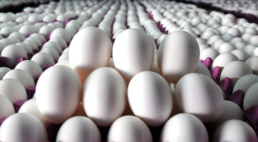 Yumurta Üreticileri Başkanı: Yüzde 100 yeterliliğimiz var