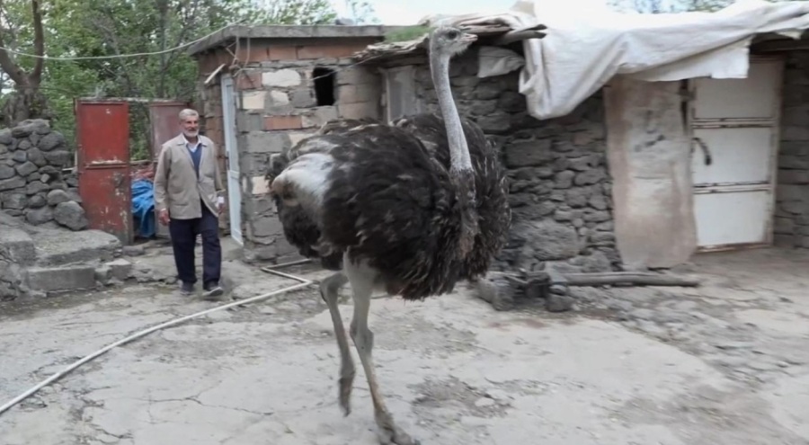 Yalnızlıktan strese giren firari deve kuşuna eş aranıyor