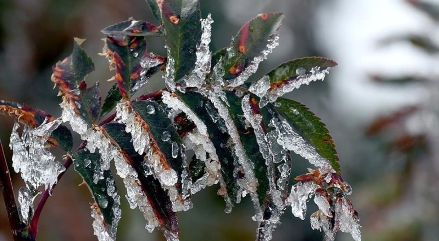 Bursalılar dikkat! Valilik zirai don uyarısına karşı uyardı