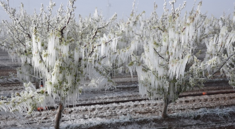 Tarım ve Orman Bakanı açıkladı: Zirai dondan etkilenen 16 meyve türüne destek!