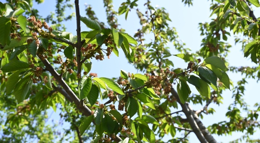 Tarım ve Orman Bakan Yardımcısı, Bursa'da zirai dondan etkilenen alanları inceledi