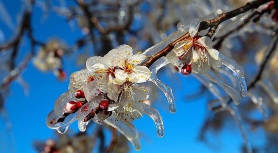 Meteoroloji çiftçilerin korkulu rüyası hakkında uyardı! Etkilenen iller arasında Bursa da var