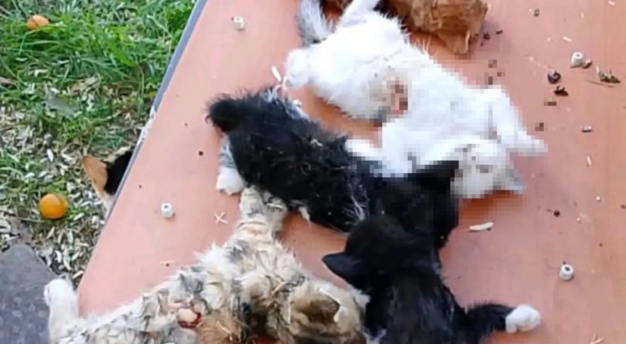 Gemlik'te vahşet! Yavru kediler bıçaklanarak öldürüldü