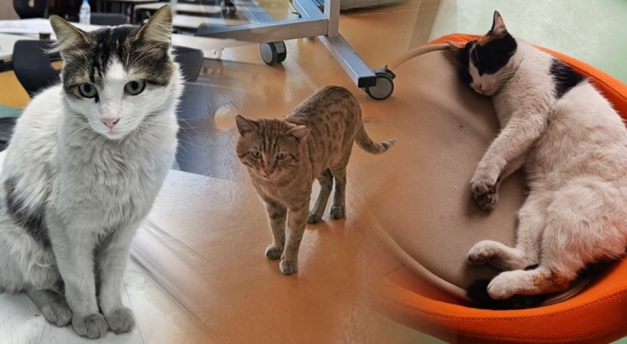 Bursa Teknik Üniversitesi Mimarlık Fakültesi'nin kedileri kayboldu! Öğrenciler ve akademisyenler tepkili