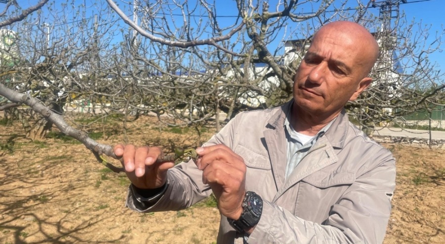 UYMSİB Başkanı Yazgan: Zirai don Bursa siyahını çok etkilemedi