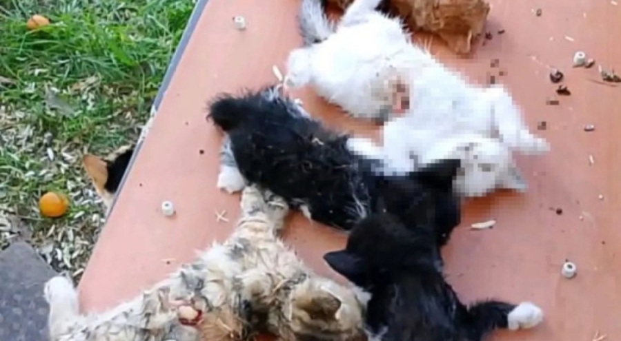 Bursa'da 8 kedi yavrusunun öldürülmesine soruşturma başlatıldı