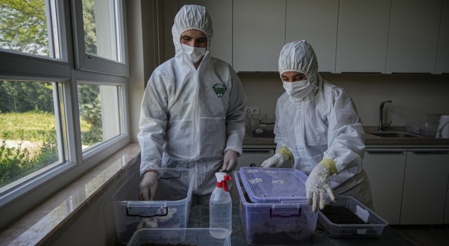 Bursa Orman Bölge Müdürlüğü yaklaşık bin hektar alanda çam kese böceği ile mücadele ediyor