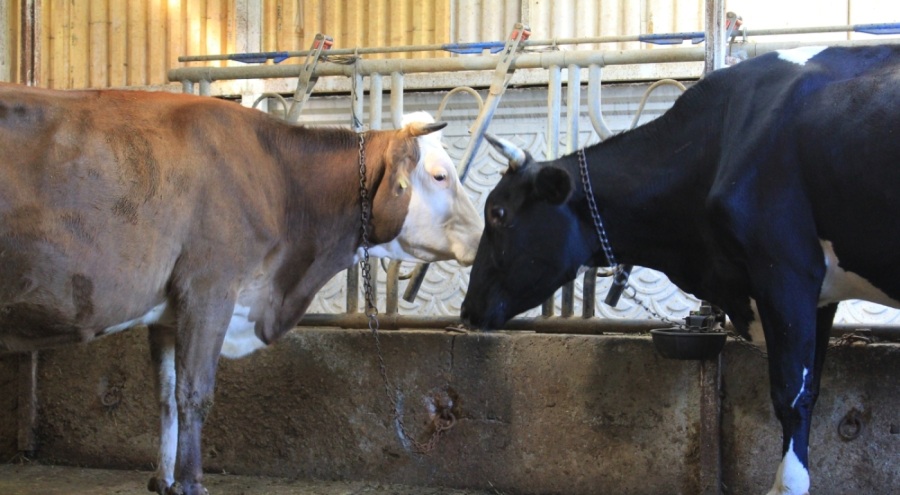 Kırmızı Et Üreticileri Birliği, Güney Amerika'dan hayvan ithalatı planlıyor