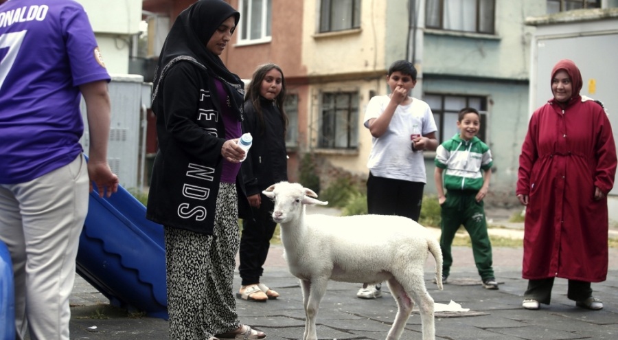 Bursa'da Benlioğlu ailesi annesiz kalan kuzuya evlatları gibi bakıyor