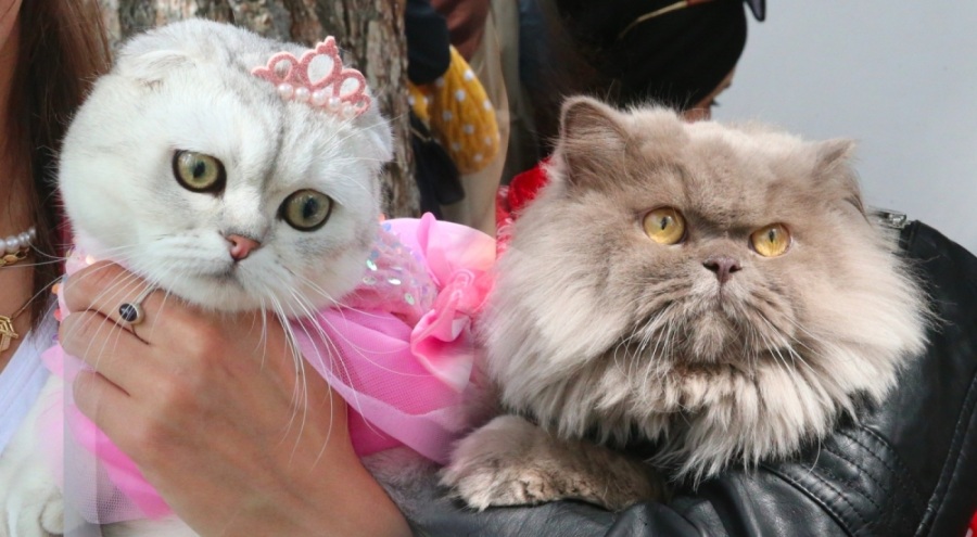 Tokat'ta kedi güzellik yarışması yapıldı