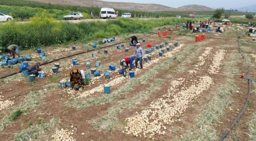 Tarım işçilerinin günlük yevmiyeleri belli oldu!