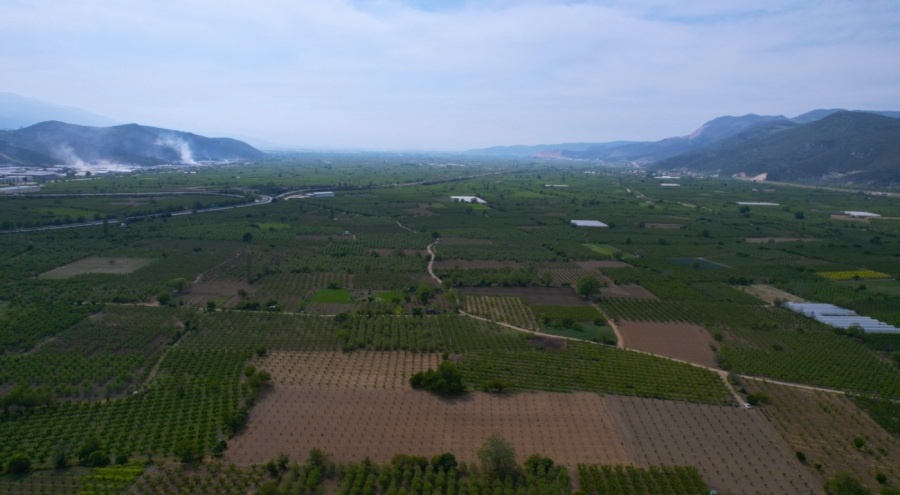 Bursalı çiftçiler "Trabzon hurması"nın da don zararı kapsamına alınmasını istiyor