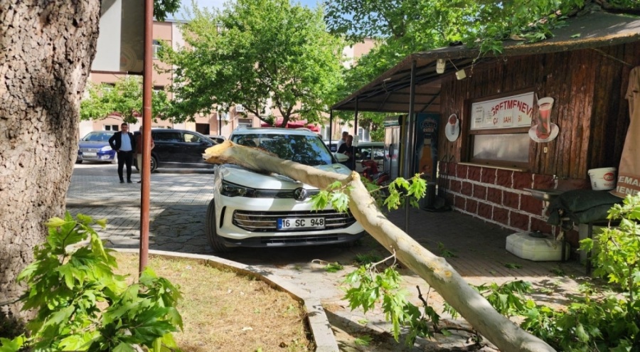 Bursa'da çınar ağacının kopan dalı lüks araçta hasara yol açtı