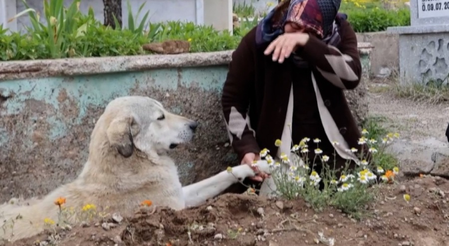 Ölen sahibinin mezarından bir an bile ayrılmıyor "Gece gündüz burada yatıyor"
