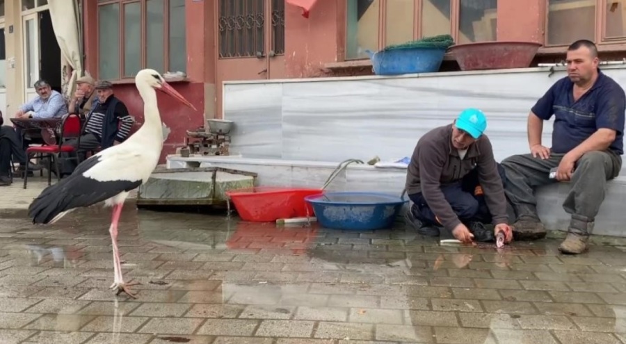 Bursa'da Yaren'in rakibi Bilal Leylek baba oldu