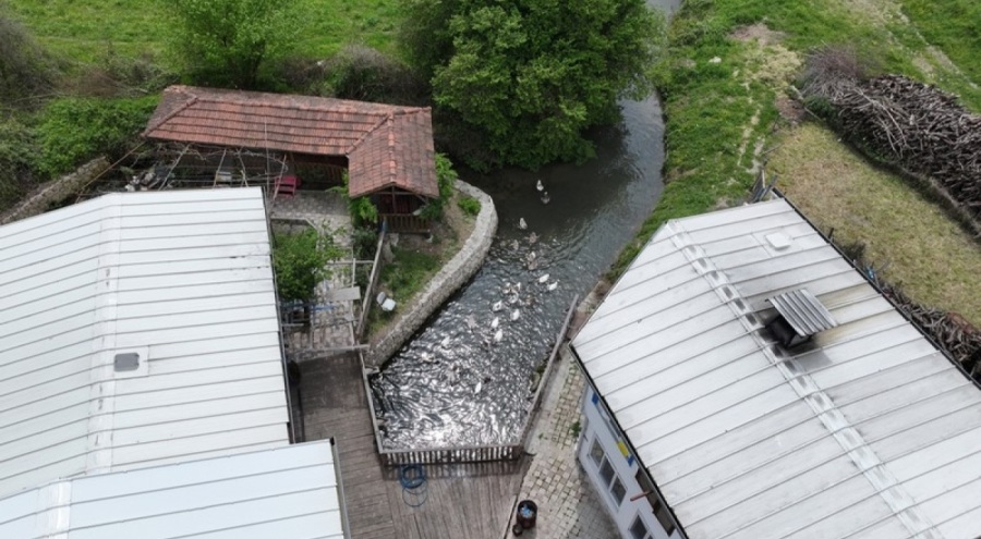 Bursa'da ata tohumuyla yetişen buğdayları tarihi değirmende öğütüyor