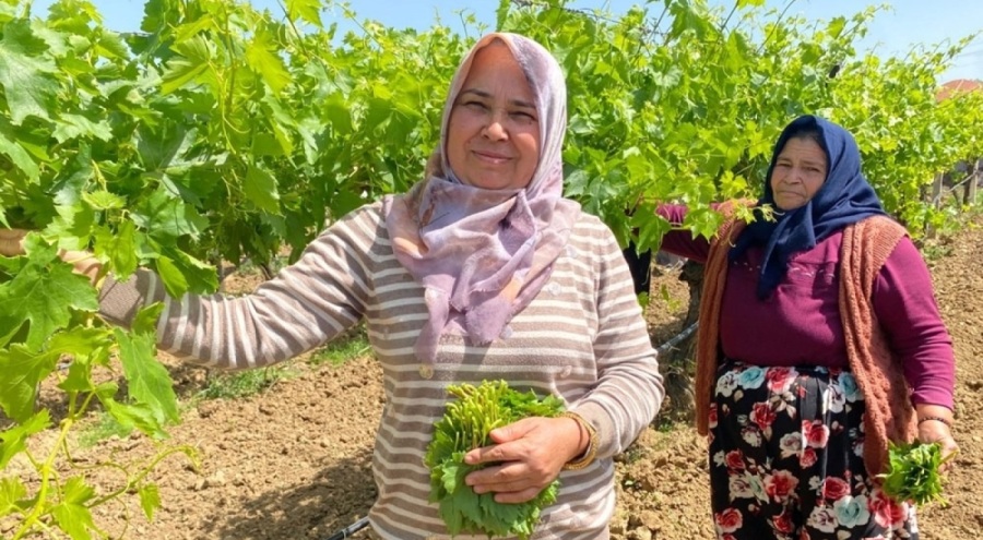 Yaprağı meyvesinden daha çok kazandırıyor