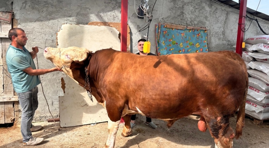 Bursa'da 1 ton 200 kiloluk kurbanlık fiyatıyla dudak uçuklattı