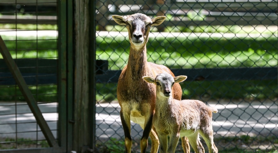 Bursa Hayvanat Bahçesi 150 farklı türü ağırlıyor
