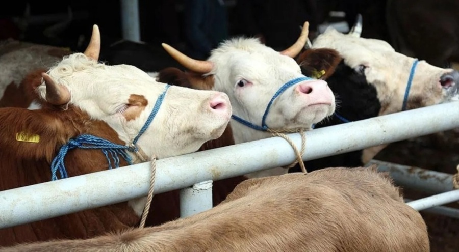 Kurbanlık fiyatı geçen yıla göre yüzde 35 arttı