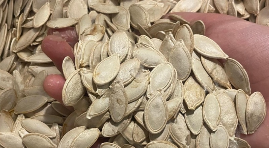 Kabak çekirdeğine "Salmonella", zencefile "Bacillus cereus" nasıl bulaşıyor