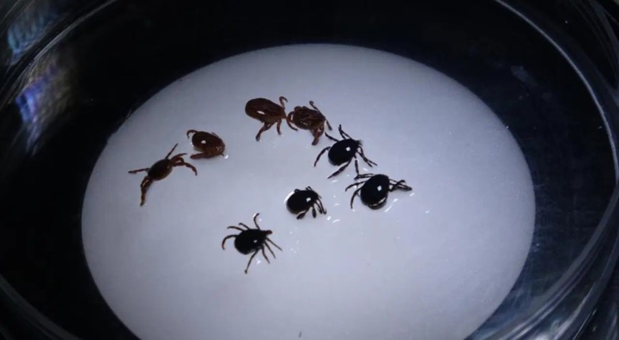 Sivas'ta KKKA alarmı! 8 kişiye tanı kondu, 1 kişi yaşamını yitirdi
