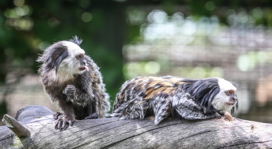 Bursa Hayvanat Bahçesi'nin marmoset maymunlarına özenle bakılıyor