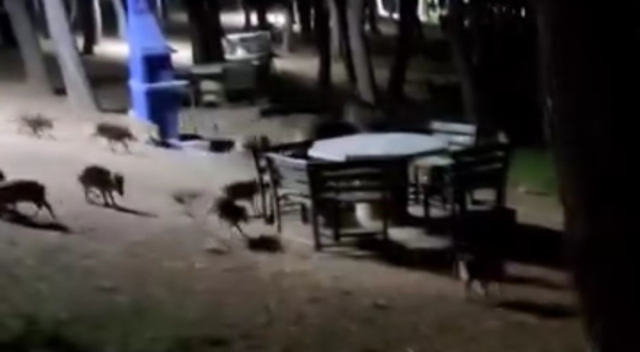 Bursa'daki Atatürk Kent Ormanı'nda domuz sürüsü panik oluşturdu!