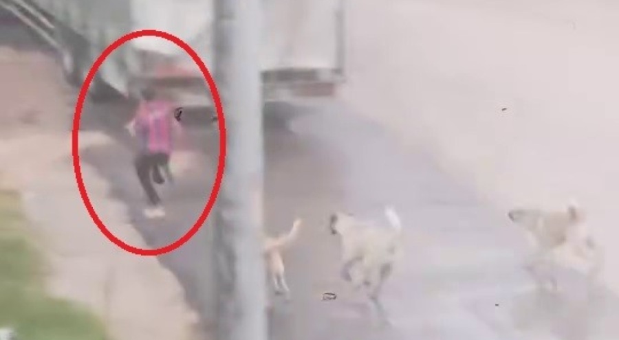 Başıboş köpek sürüsü çocuğu kovaladı: O anlar kamerada