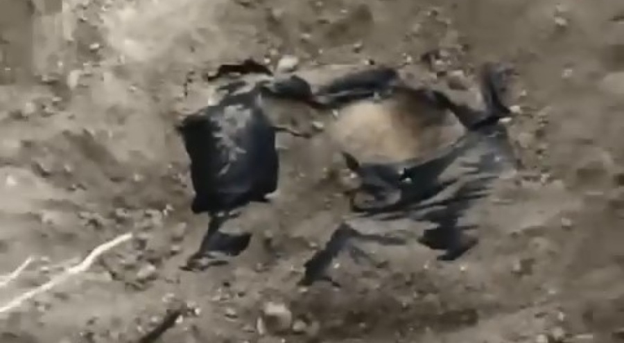 Bursa'da ölen köpekleri mezardan çıkarmaya çalıştılar