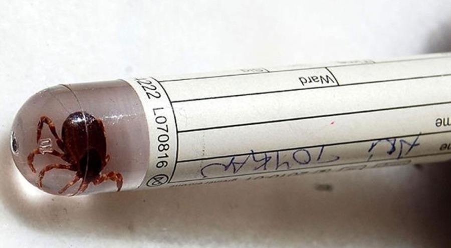 1,5 yaşındaki bebek kene nedeniyle yaşamını yitirdi