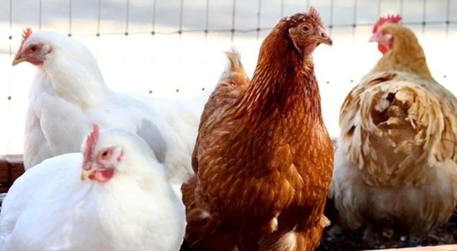 Kuş gribi ortaya çıktı! Tavuk devi ülke pazardan çekiliyor