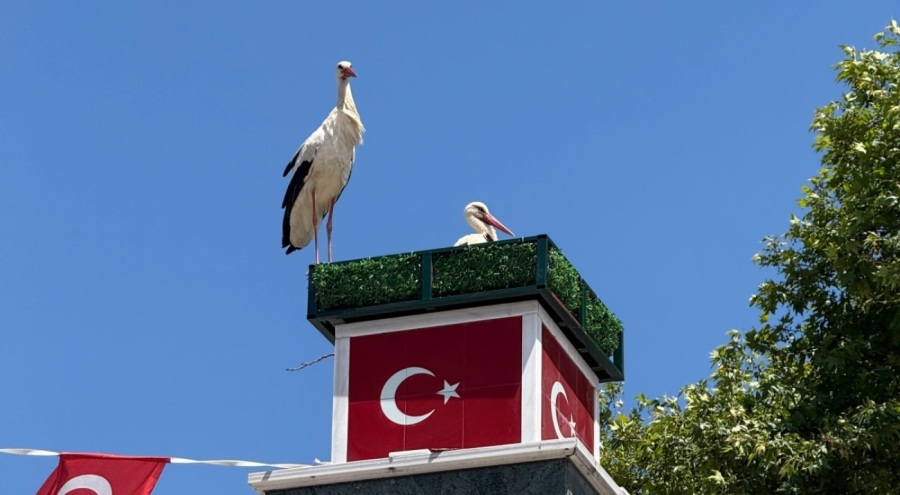 Bursa'da Can ve Canan leylek yuvalarına geldi