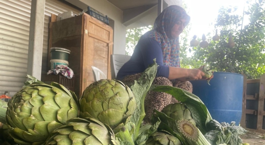 Enginar bıçakçılarında hasat yoğunluğu yaşanıyor