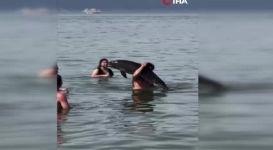Bursa'da ölmüş yunus balığını sırtında taşıdı