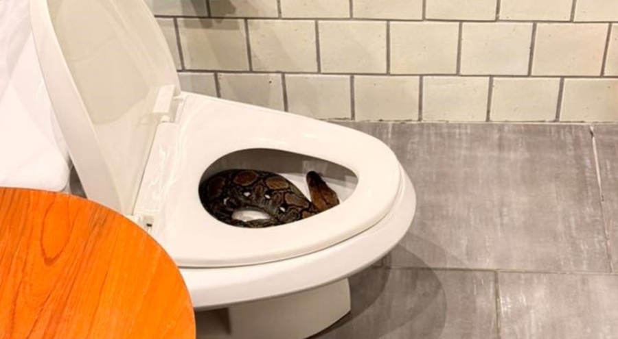 Klozetin içinden dev piton çıktı