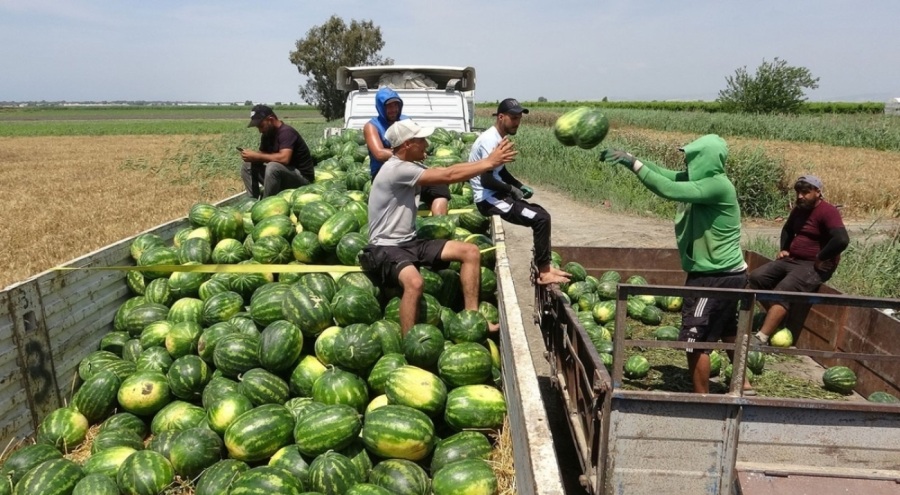 Zirai don karpuzu da vurdu!