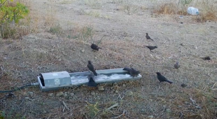 Suluklar, sıcak havalarda yaban hayatının can damarı oldu