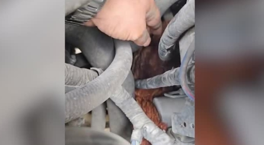 Bursa'da otomobilin motor kısmına tavuk girdi!