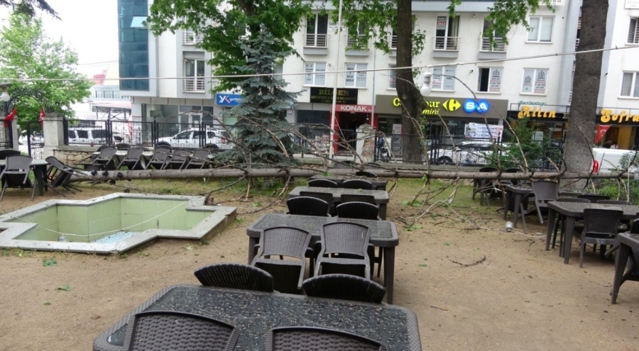 Çay bahçesinde bulunan dev ağaç devrildi