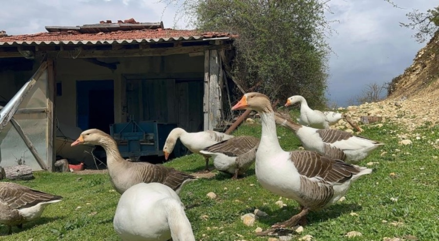 Kick boksçu Ufuk Güner "kaz tüyü" topluyor ihraç ediyor yorgan yapıyor