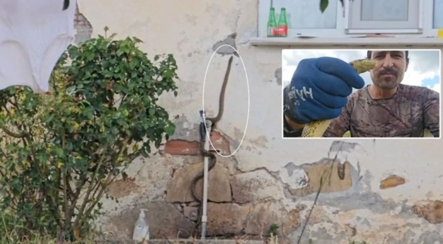 Eve girmeye çalışan yılanı son anda yakaladı