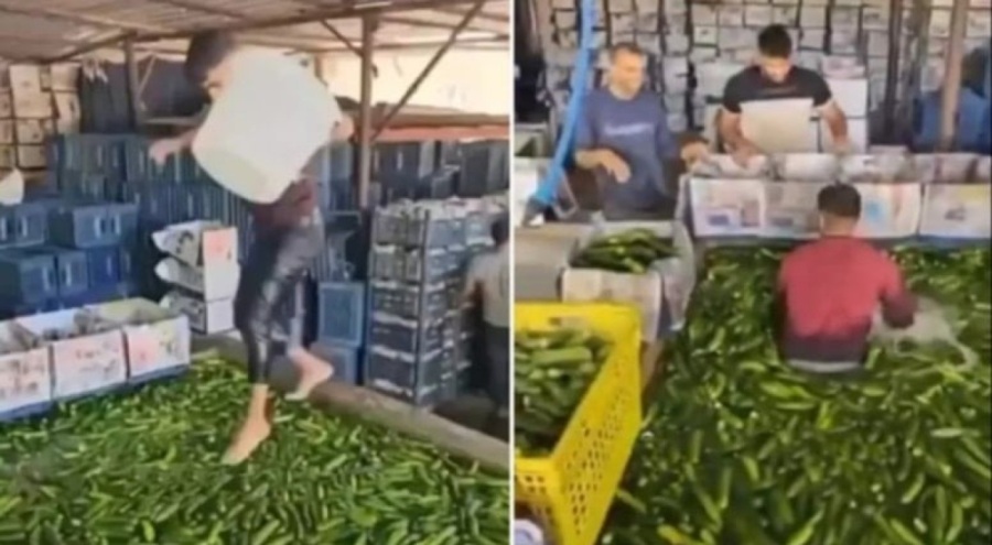 Adana'dan iğrenç görüntüler! Çıplak ayakla salatalık havuzuna girdi