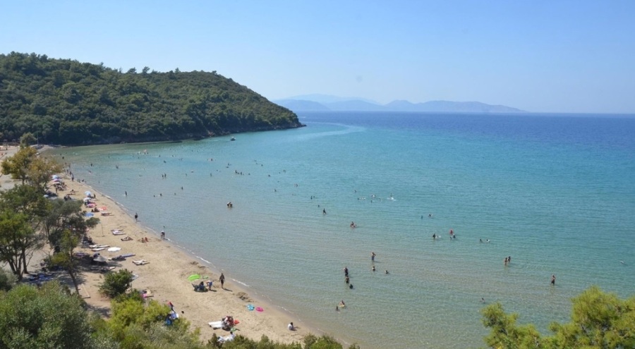 Aydın'da bir kadının çantası, yaban domuzları tarafından kaçırıldı